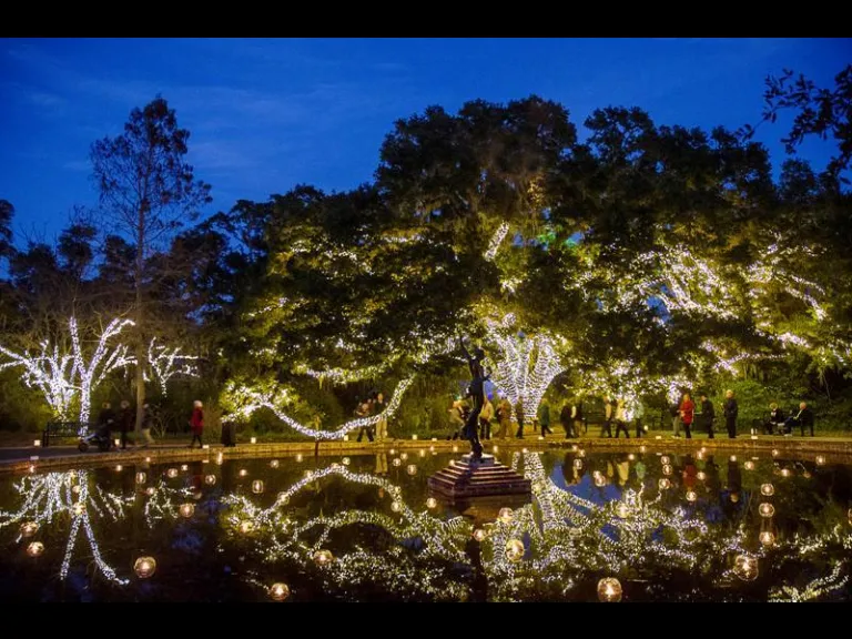 Nights of a Thousand Candles Brookgreen